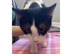 Adopt Leela a All Black Domestic Shorthair / Domestic Shorthair / Mixed cat in