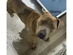 Adopt Stormy a Brown/Chocolate Mixed Breed (Large) / Mixed dog in Georgetown