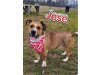 Adopt Jose a Brown/Chocolate Terrier (Unknown Type, Medium) / Mixed Breed