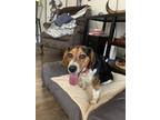 Adopt Obi a Tricolor (Tan/Brown & Black & White) Beagle / Mixed dog in Louisa