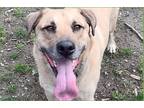 Adopt Kovu a Tan/Yellow/Fawn - with White Mixed Breed (Large) / Mixed Breed