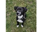 Adopt Gizmo a Black - with White Pit Bull Terrier / Labrador Retriever / Mixed