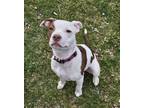 Adopt Apala a White - with Red, Golden, Orange or Chestnut Pit Bull Terrier /