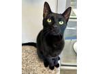 Adopt Mylo (at Petco) a All Black Domestic Shorthair / Domestic Shorthair /