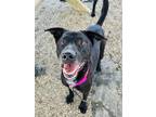 Adopt Lurch a Black Labrador Retriever / Mixed dog in Kokomo, IN (41153573)