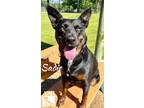 Adopt Sadie a Australian Kelpie / Australian Cattle Dog / Mixed dog in Magnolia