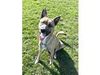 Adopt Hermit a Tan/Yellow/Fawn German Shepherd Dog / Mixed dog in Kokomo