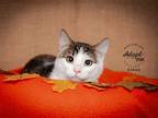 Adopt Linus a Domestic Shorthair / Mixed cat in Salt Lake City, UT (39736332)