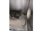 Adopt Gracie a Domestic Shorthair / Mixed (short coat) cat in PAHRUMP