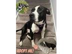 Adopt Charlie (In-Foster) a American Pit Bull Terrier / Mixed dog in Vineland