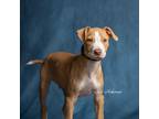 Adopt Peanut Butter a Hound (Unknown Type) / Mixed Breed (Medium) / Mixed dog in