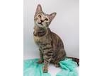 Adopt Jane VII a Domestic Shorthair / Mixed cat in Muskegon, MI (41229726)