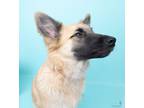 Adopt Crash a White German Shepherd Dog / Mixed dog in Spring, TX (41229708)