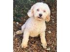 Adopt Dawn Garland a Tricolor (Tan/Brown & Black & White) Miniature Poodle /