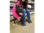 Adopt Sierra (2) a Black Cane Corso / American Staffordshire Terrier / Mixed dog