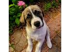 Adopt Eddie a Great Pyrenees dog in Louisville, KY (40895439)