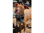 Adopt Ralphie a American Staffordshire Terrier / Boxer dog in Wendell