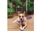 Adopt Amber a Red/Golden/Orange/Chestnut - with White Australian Cattle Dog dog