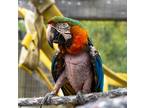 Adopt Pele a Macaw bird in Elizabeth, CO (35627974)