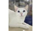 Adopt Marshmello a White Siamese (short coat) cat in Huntington Beach