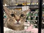 Adopt Lily a Gray, Blue or Silver Tabby Domestic Shorthair cat in Arlington/Ft