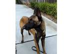 Adopt Ray a Tan/Yellow/Fawn - with Black Belgian Malinois / Mixed dog in