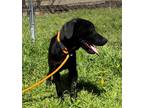Adopt Oat a Black - with White Labrador Retriever / Mixed dog in Weatherford