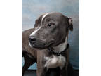 Adopt Hero a Merle American Pit Bull Terrier / Mixed Breed (Medium) / Mixed