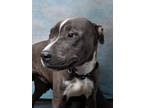 Adopt Hero a Gray/Blue/Silver/Salt & Pepper American Pit Bull Terrier / Mixed