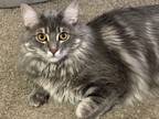 Adopt Oreo a Gray or Blue American Shorthair / Mixed (medium coat) cat in