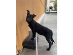 Adopt Estela a Labrador Retriever / Mixed dog in San Diego, CA (41229334)