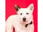 Adopt Ray a Cattle Dog / Mixed dog in Columbia, IL (40638320)