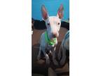 Adopt Baldwin a White - with Black American Hairless Terrier / Mixed dog in