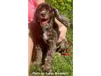 Adopt Dakota a Brown/Chocolate - with White Cocker Spaniel / Mixed dog in Oak