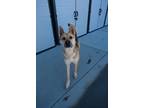 Adopt Dalton a Tan/Yellow/Fawn German Shepherd Dog / Mixed Breed (Medium) /