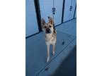 Adopt Dalton a Tan/Yellow/Fawn German Shepherd Dog / Mixed dog in Newport Beach