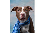 Adopt Truffle a Brown/Chocolate American Pit Bull Terrier / Labrador Retriever /