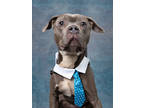 Adopt Stewart a Gray/Blue/Silver/Salt & Pepper American Pit Bull Terrier / Mixed