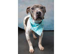 Adopt Smokey a White American Pit Bull Terrier / Mixed dog in Atlanta