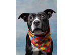 Adopt Bella Reese a Black American Pit Bull Terrier / Mixed dog in Atlanta