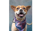 Adopt Muffin a Red/Golden/Orange/Chestnut American Pit Bull Terrier / Mixed