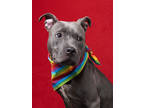Adopt Pippa a Gray/Blue/Silver/Salt & Pepper American Pit Bull Terrier / Mixed