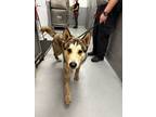 Adopt KODA a Alaskan Malamute / Mixed dog in Midwest City, OK (41229180)