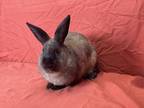 Adopt Silver Belle a Chocolate American Sable / Mixed rabbit in Holiday