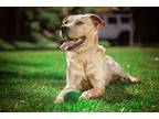 Adopt Washington a Australian Cattle Dog / Boxer / Mixed dog in Bradenton