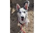 Adopt Scarlett a Siberian Husky / Mixed dog in Matawan, NJ (40874853)
