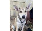 Adopt Goldie a Siberian Husky / Mixed dog in Matawan, NJ (41201999)