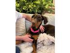 Adopt Princess Kate a Red/Golden/Orange/Chestnut Doberman Pinscher / Mixed dog