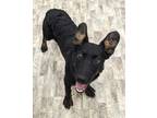 Adopt Lightning a Shepherd (Unknown Type) / Australian Cattle Dog / Mixed dog in