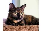 Adopt Daisy a Domestic Shorthair / Mixed (short coat) cat in Seattle